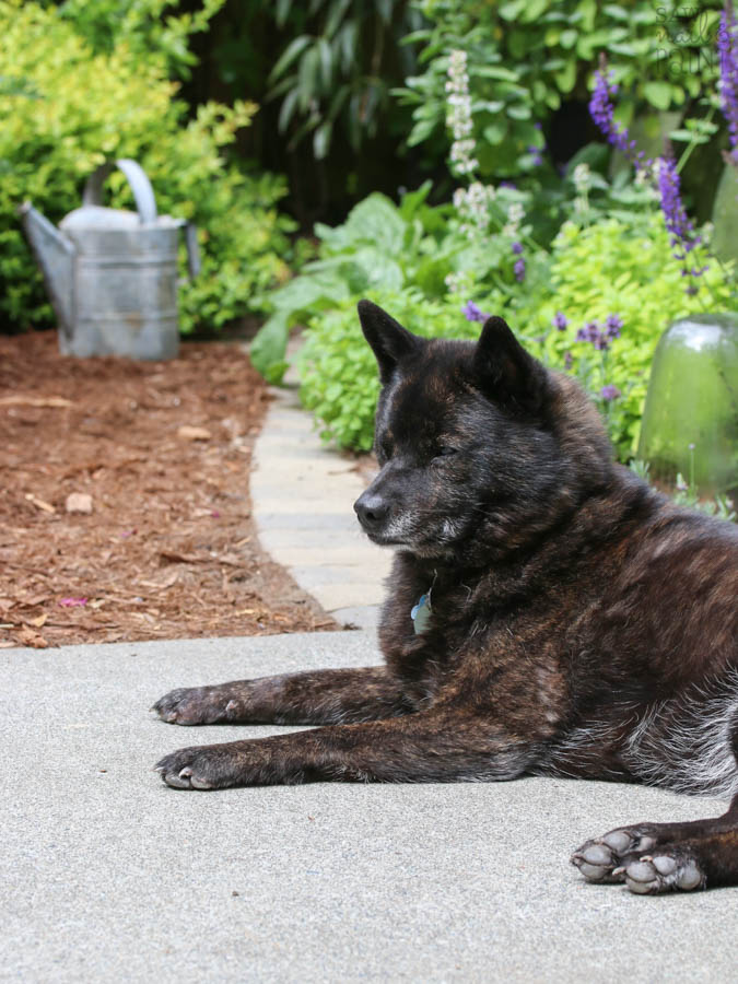 Saw Nail Paint Seattle Cottage Home Tour - Kiko in the garden