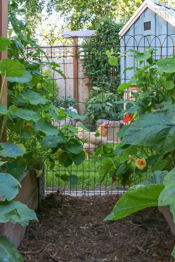 Saw Nail Paint Seattle Cottage Home Tour - Raised Garden Bed and Chickens