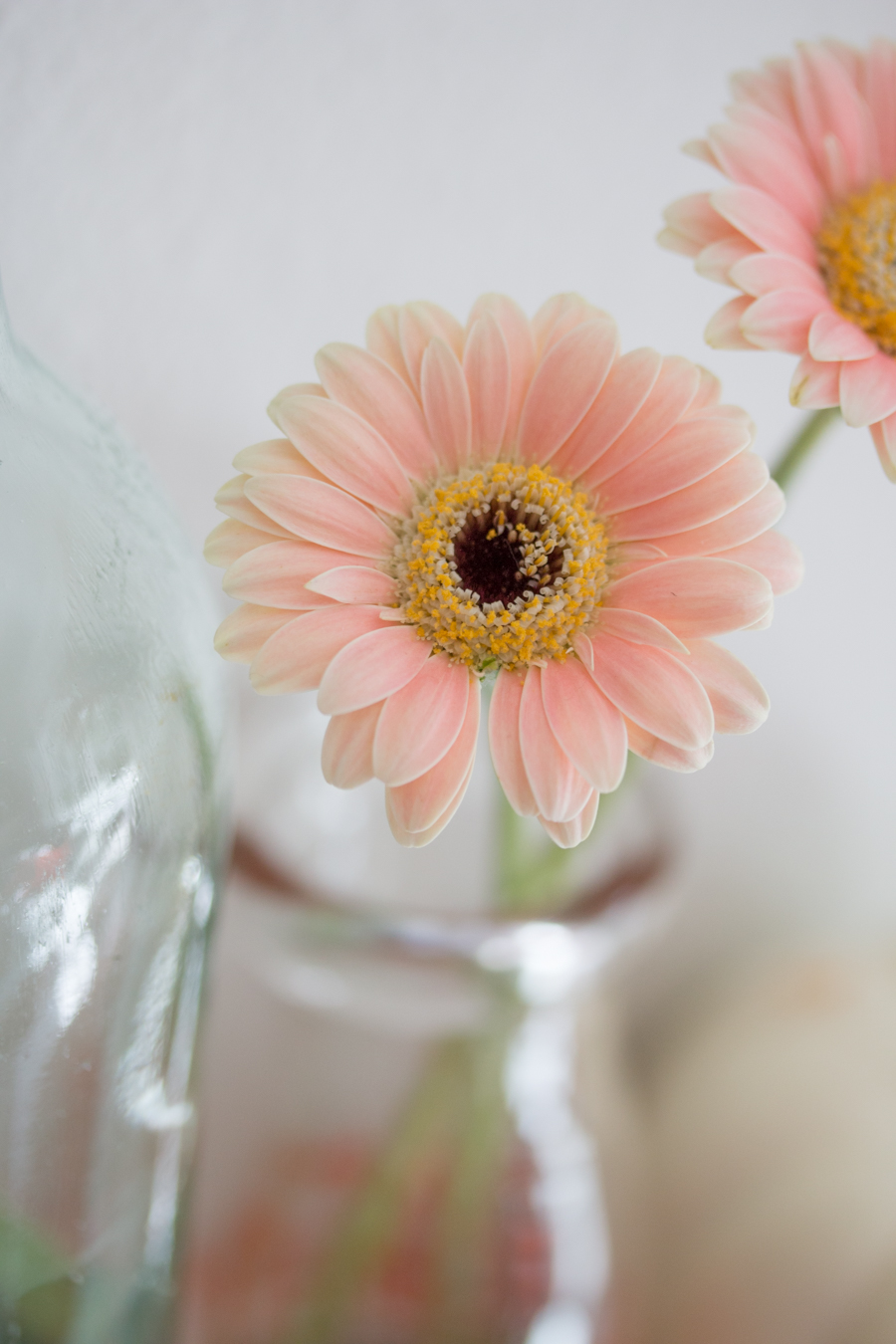 blush pink gerbera daisy - Saw Nail and Paint